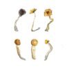 Magic Mushroom Sampler Kit / Tasting Menu