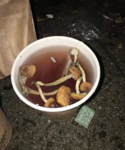 shroom tea for sale