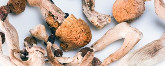 magic mushrooms online shop