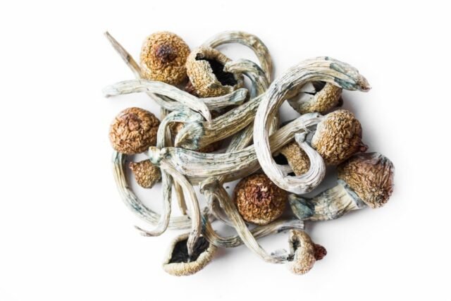 magic mushrooms online shop